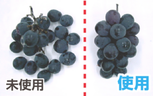 鮮度たもつくん使用効果：21日後でも新鮮な巨峰