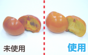 鮮度たもつくん使用効果：15日後でも新鮮な柿