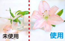 鮮度たもつくん使用効果：お花にもご使用いただけます