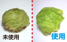 鮮度たもつくん使用効果：8日後でも新鮮なレタス