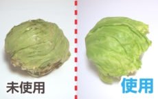 鮮度たもつくん使用効果：8日後でも新鮮なレタス