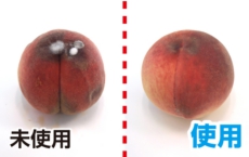鮮度たもつくん使用効果：6日後でも新鮮なモモ