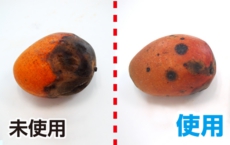 鮮度たもつくん使用効果：6日後でも新鮮なマンゴー
