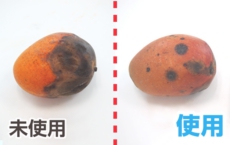 鮮度たもつくん使用効果：6日後でも新鮮なマンゴー