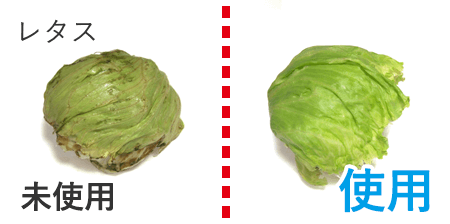 レタス